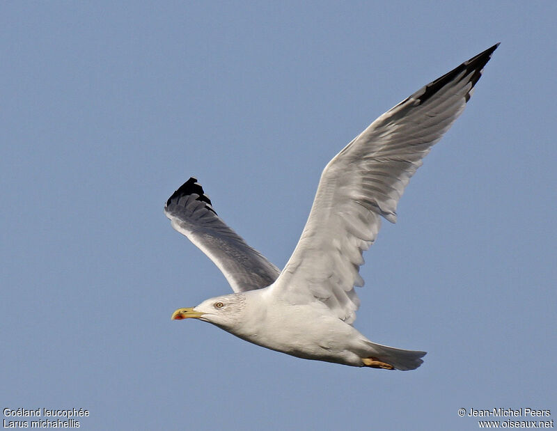 Yellow-legged Gulladult