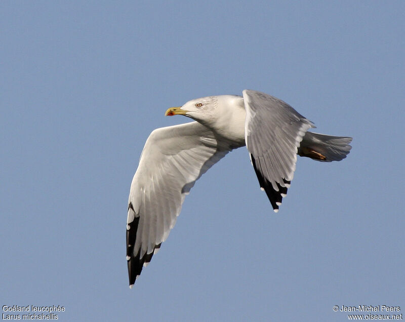 Yellow-legged Gulladult