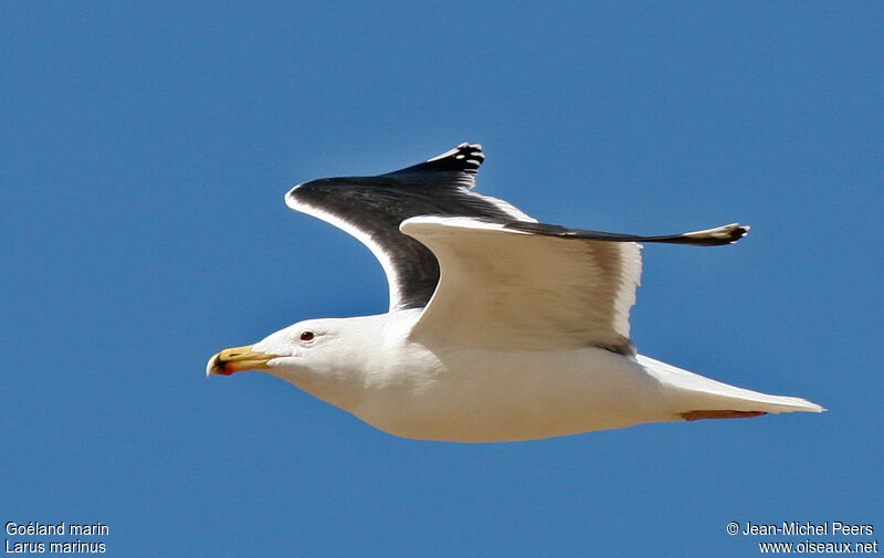 Great Black-backed Gull