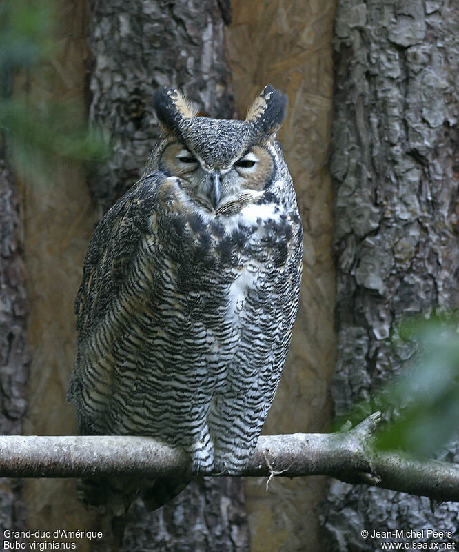 Great Horned Owl