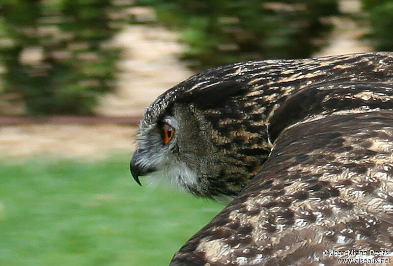 Eurasian Eagle-Owl