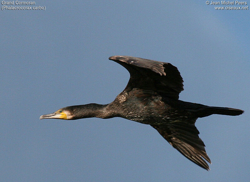 Great Cormorant