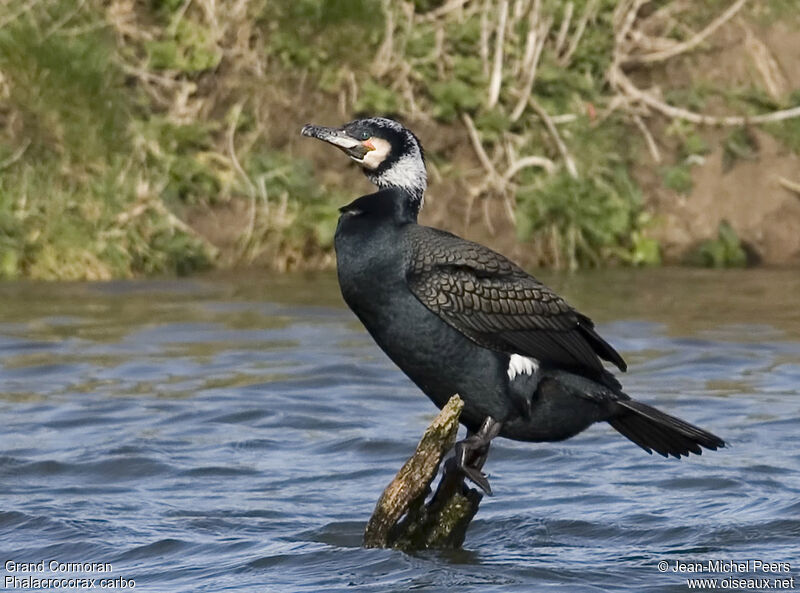 Grand Cormoranadulte internuptial