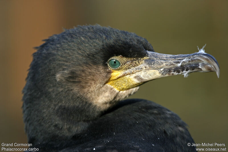 Great Cormorantadult