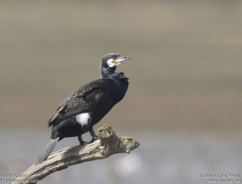 Grand Cormoranadulte