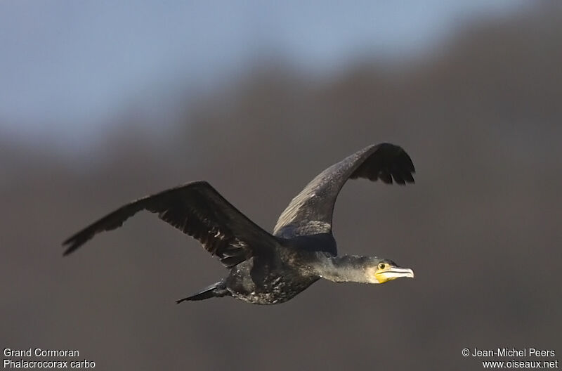 Great Cormorantadult