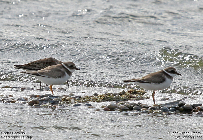 Common Ringed Ploveradult post breeding