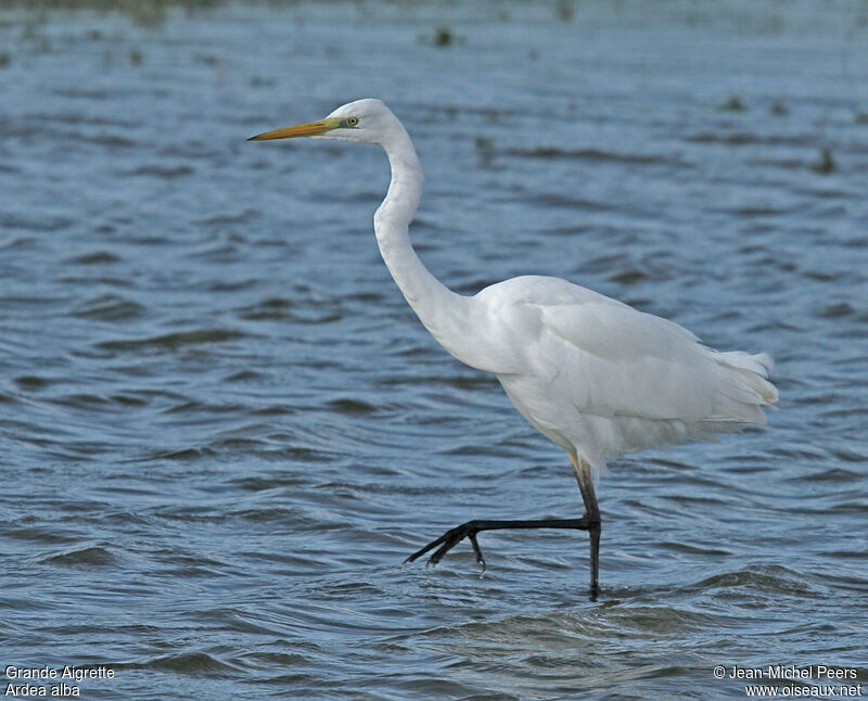 Grande Aigrette