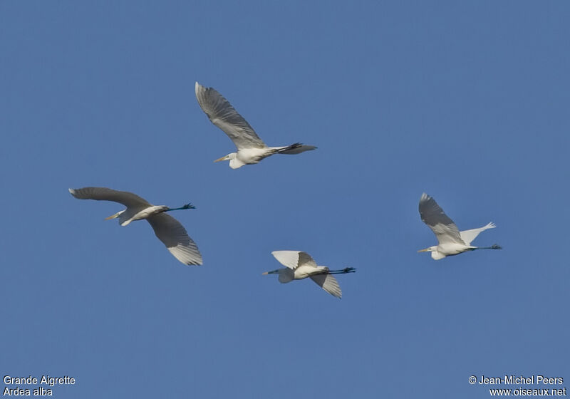 Grande Aigrette