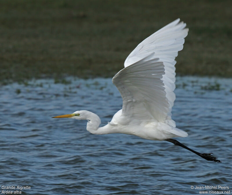 Great Egret