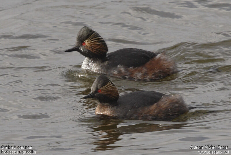 Black-necked Grebe 