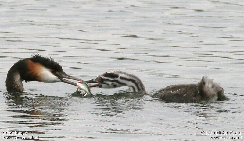 Great Crested Grebe