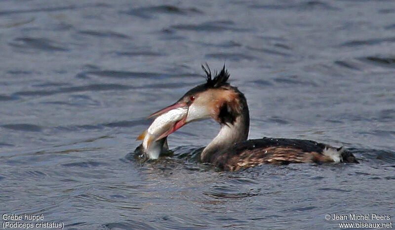 Great Crested Grebe