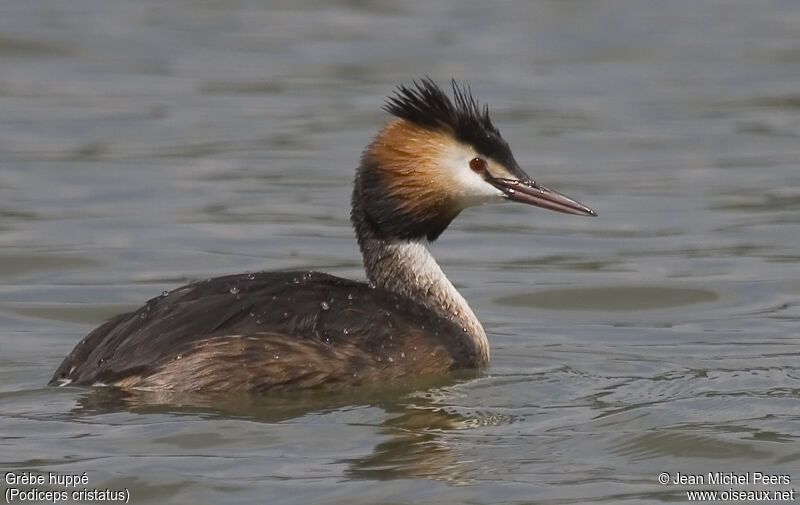 Great Crested Grebe