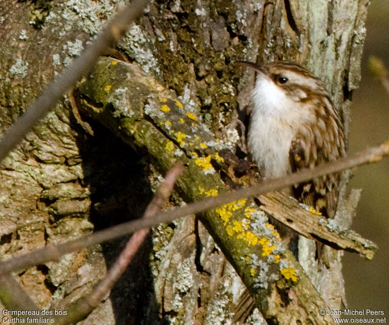 Grimpereau des bois