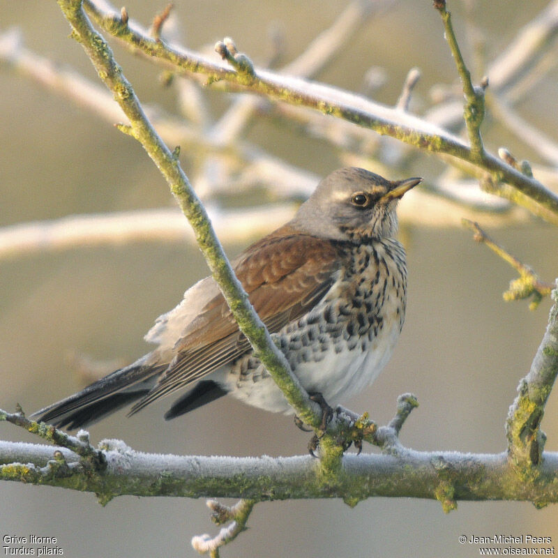 Fieldfare