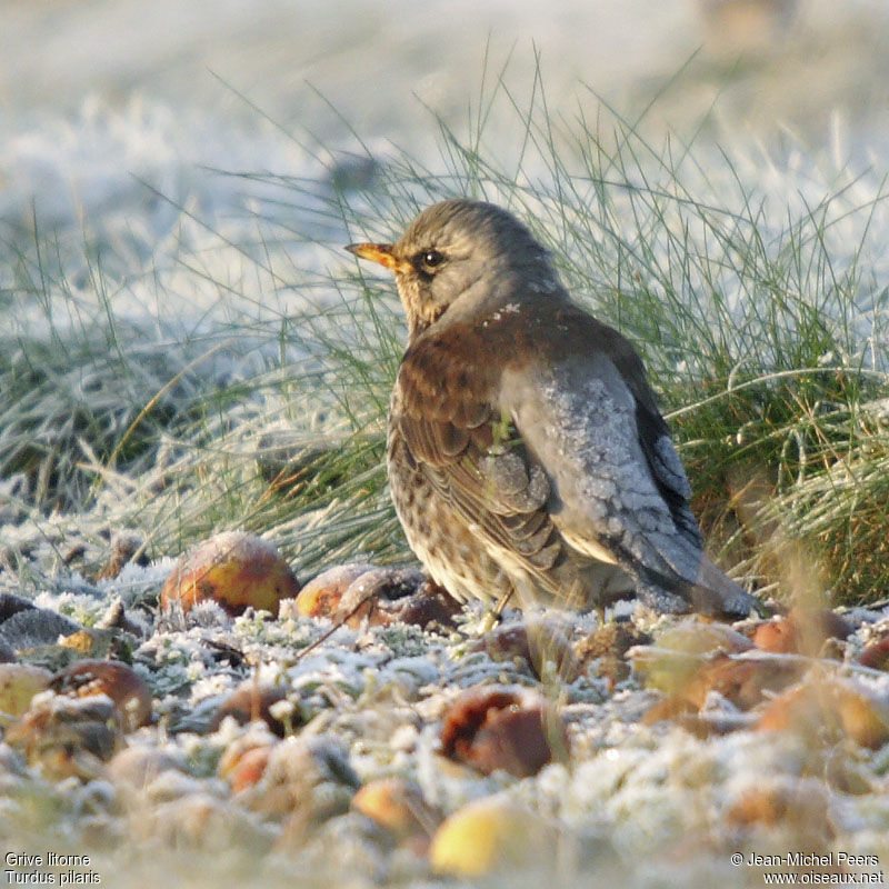 Fieldfare