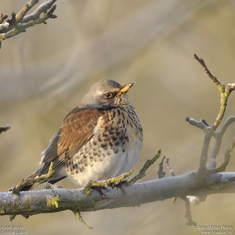 Fieldfare