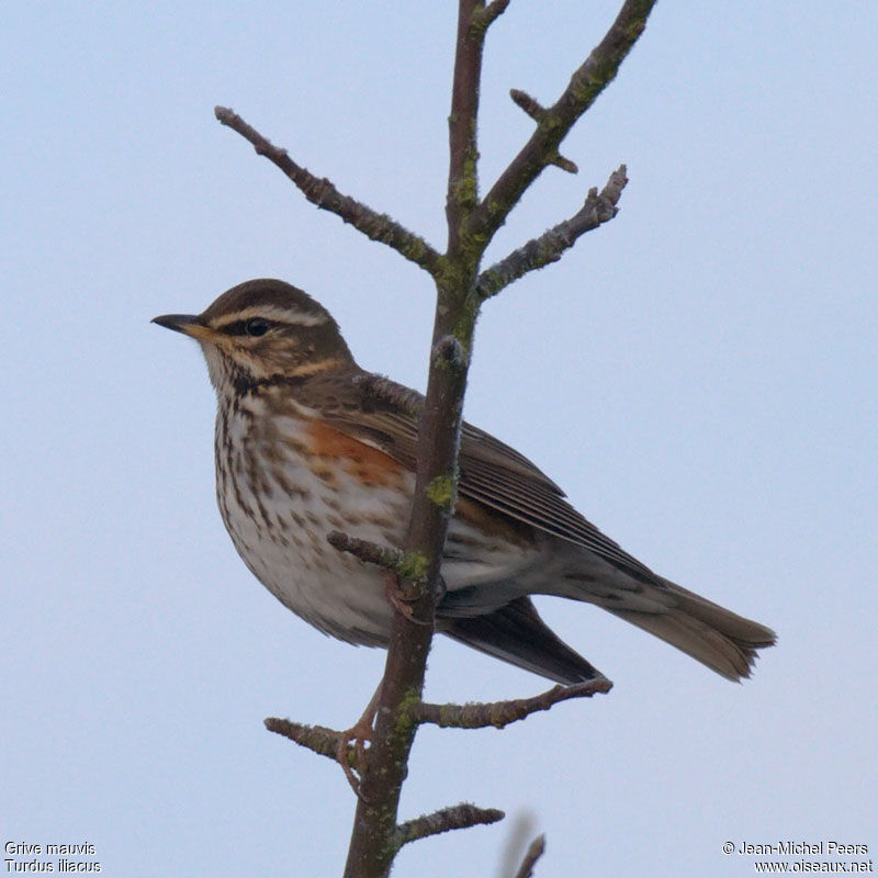 Redwingadult