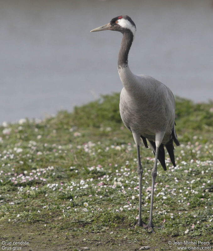 Common Craneadult