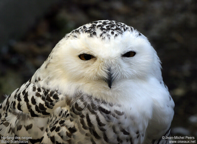 Harfang des neiges