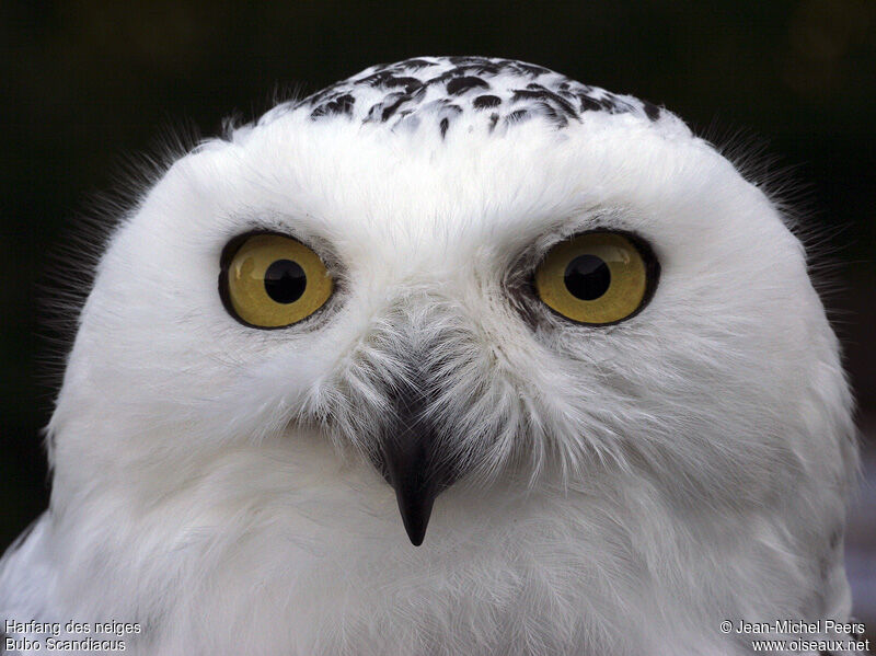 Snowy Owl