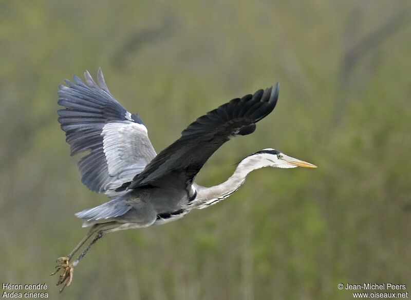 Grey Heronadult