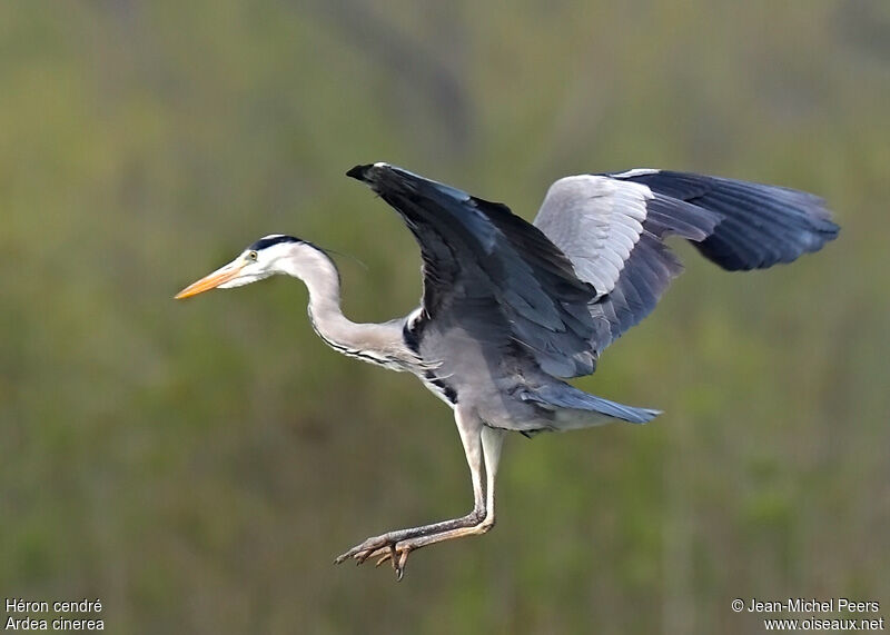 Grey Heronadult