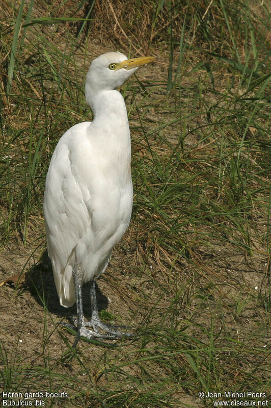 Western Cattle Egretadult