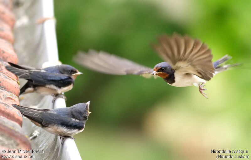 Barn Swallow