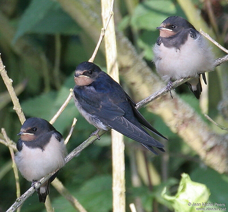 Barn Swallow