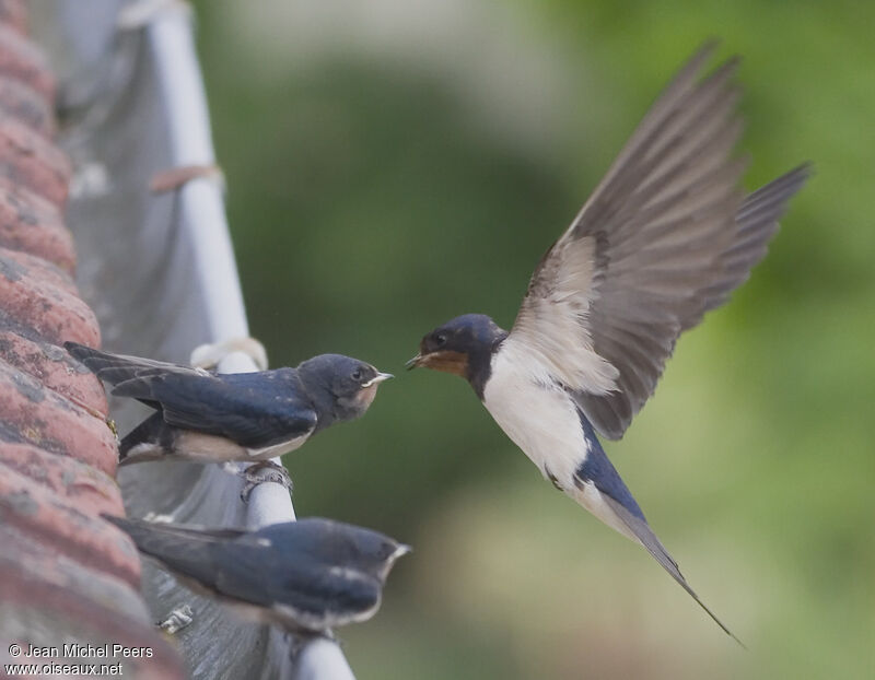 Hirondelle rustique, Vol