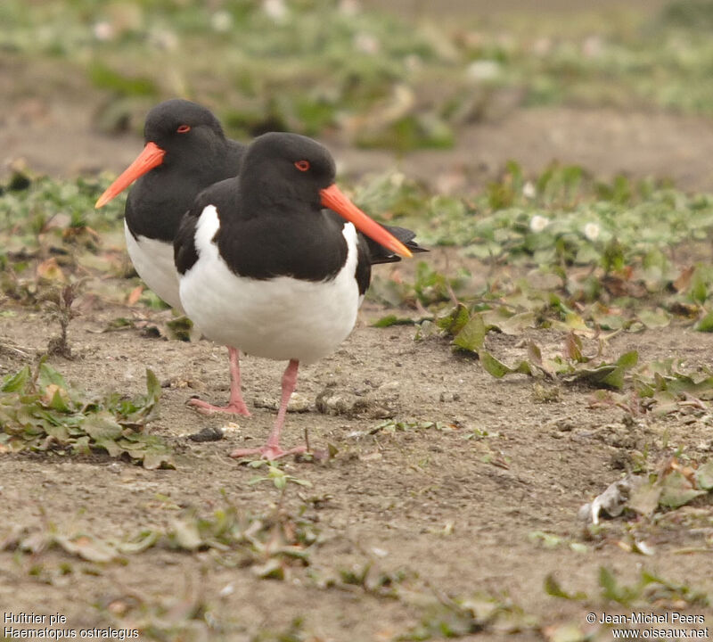 Eurasian Oystercatcher 