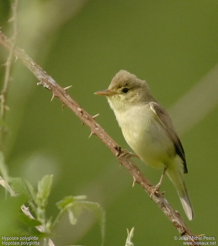 Hypolaïs polyglotte