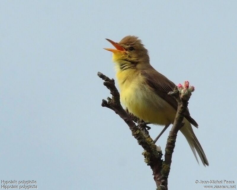 Melodious Warbler