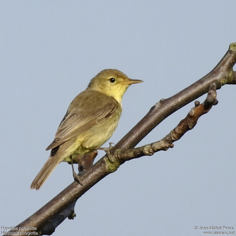 Melodious Warbler