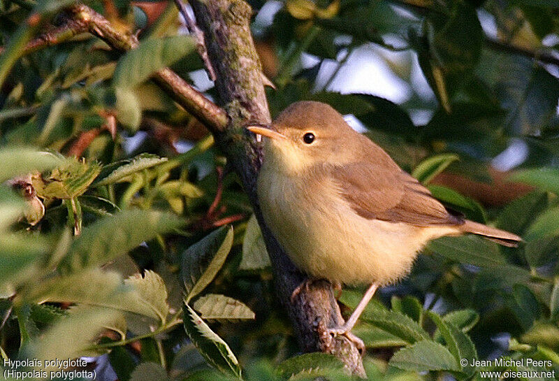 Melodious Warbler