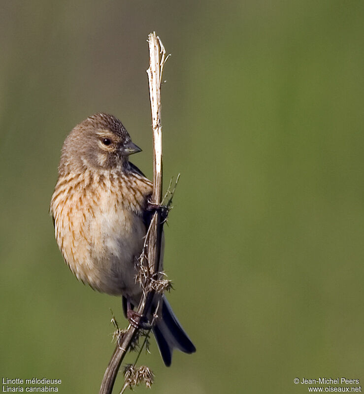 Linotte mélodieuse femelle