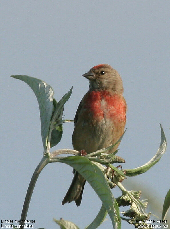 Linotte mélodieuse mâle adulte