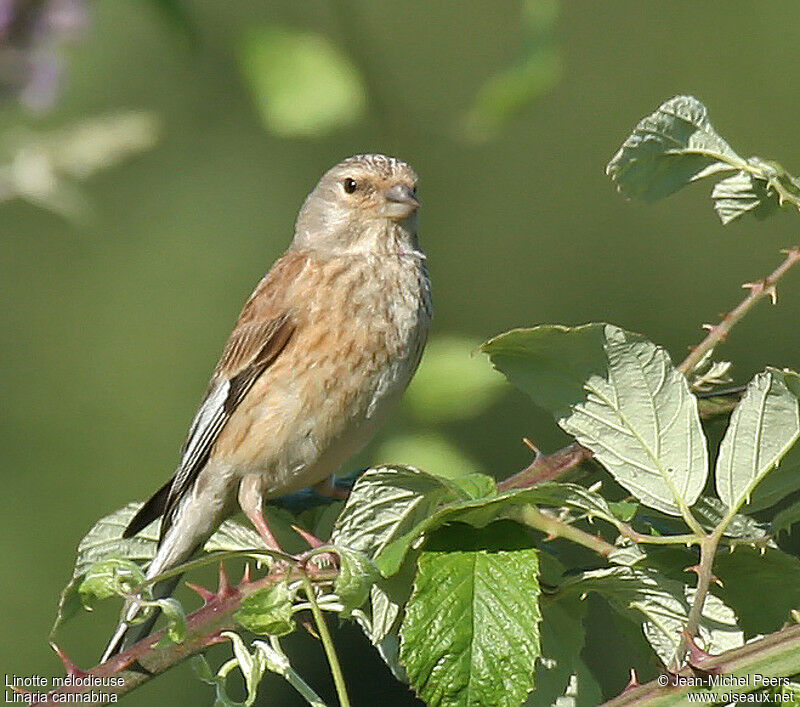 Linotte mélodieuse femelle adulte