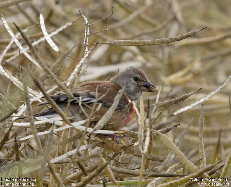 Linotte mélodieuse mâle adulte