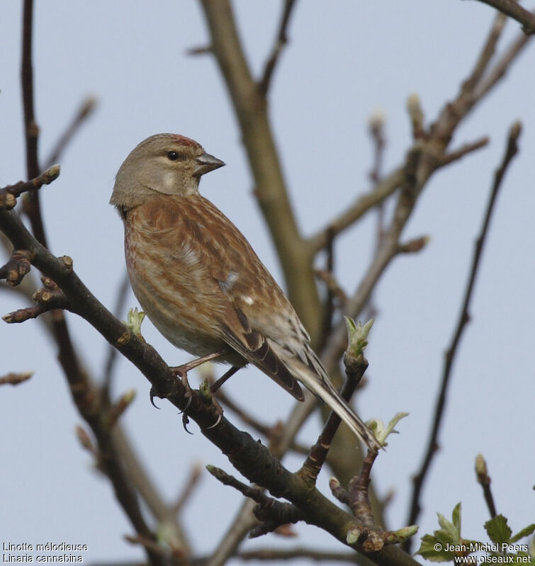 Linotte mélodieuse femelle