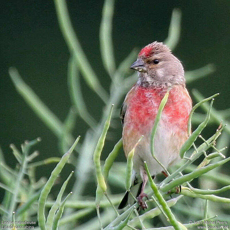 Common Linnet male