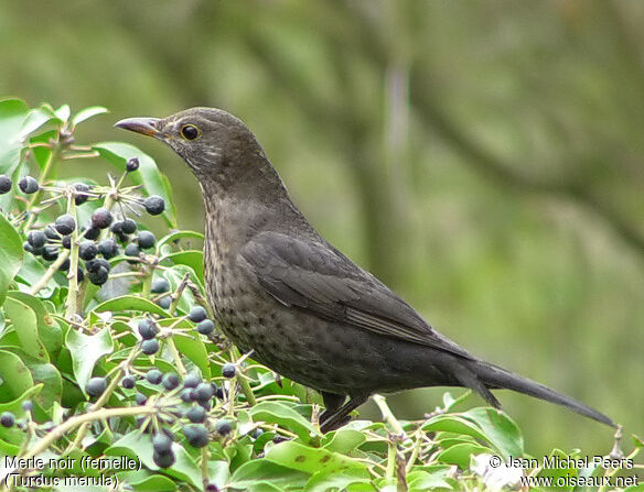 Common Blackbird