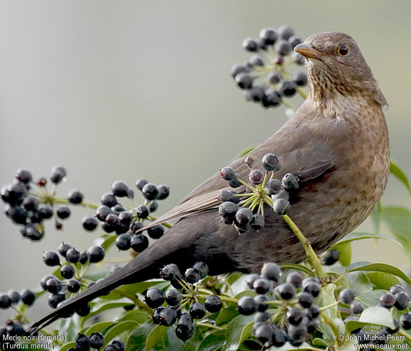 Common Blackbird