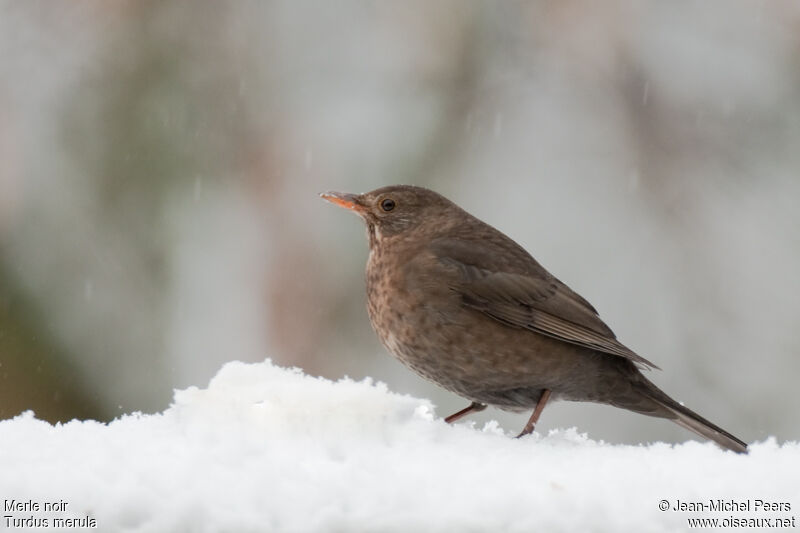 Common Blackbird female adult