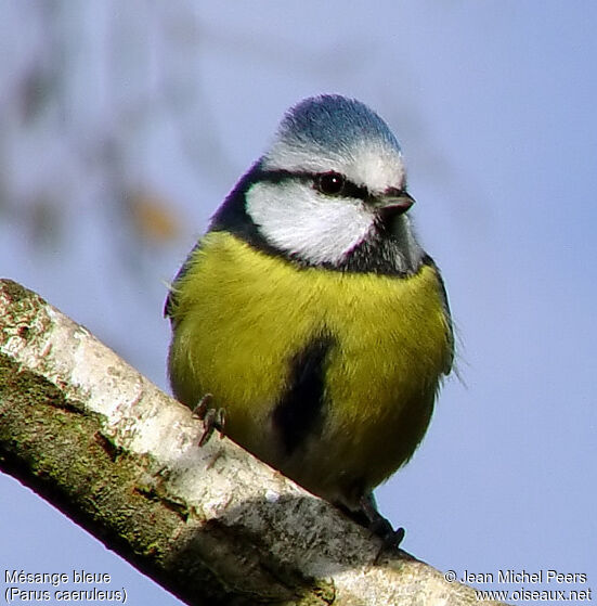 Eurasian Blue Tit