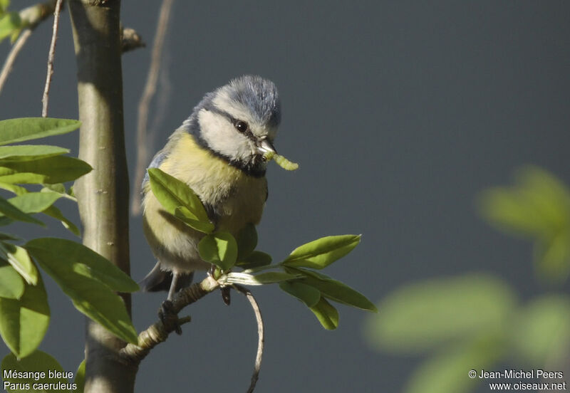 Mésange bleue mâle