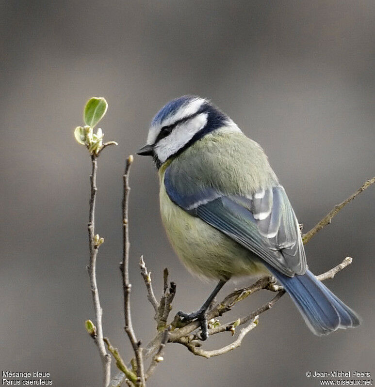 Mésange bleue