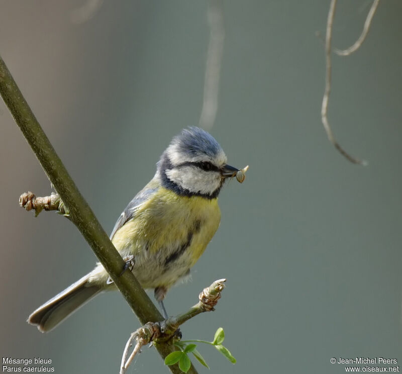 Mésange bleue